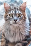 Rufus Maine Coon